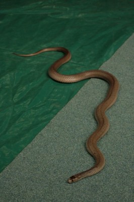 Un brown snake