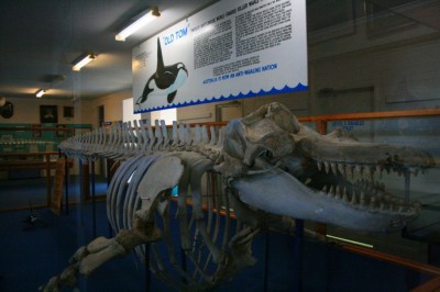 Squelette de l’Old Tom