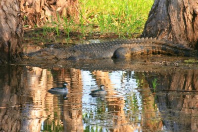 Crocodile sauvage (saltwater, les vilains !)