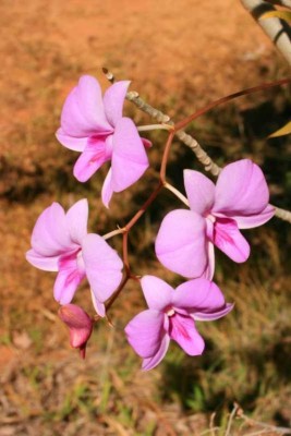 Orchidees de Caroline